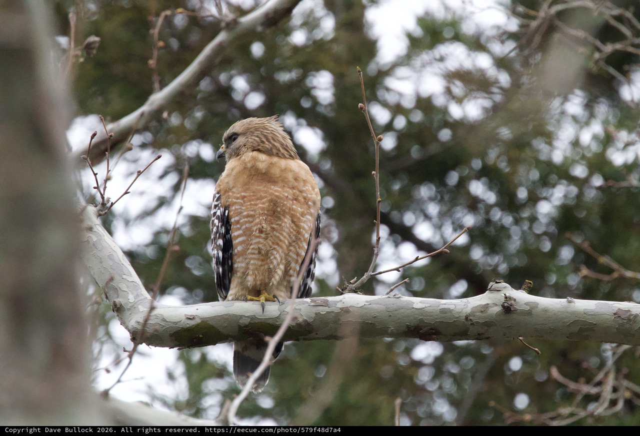 Red-Shouldered Hawk Perched in Winter Forest