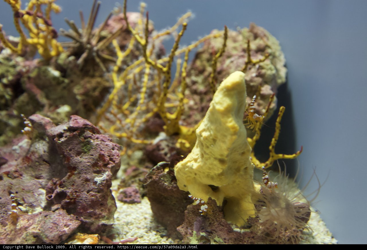 Sunny Sponge in the Sea