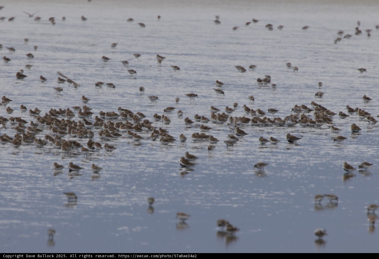Symphony of Sandpipers