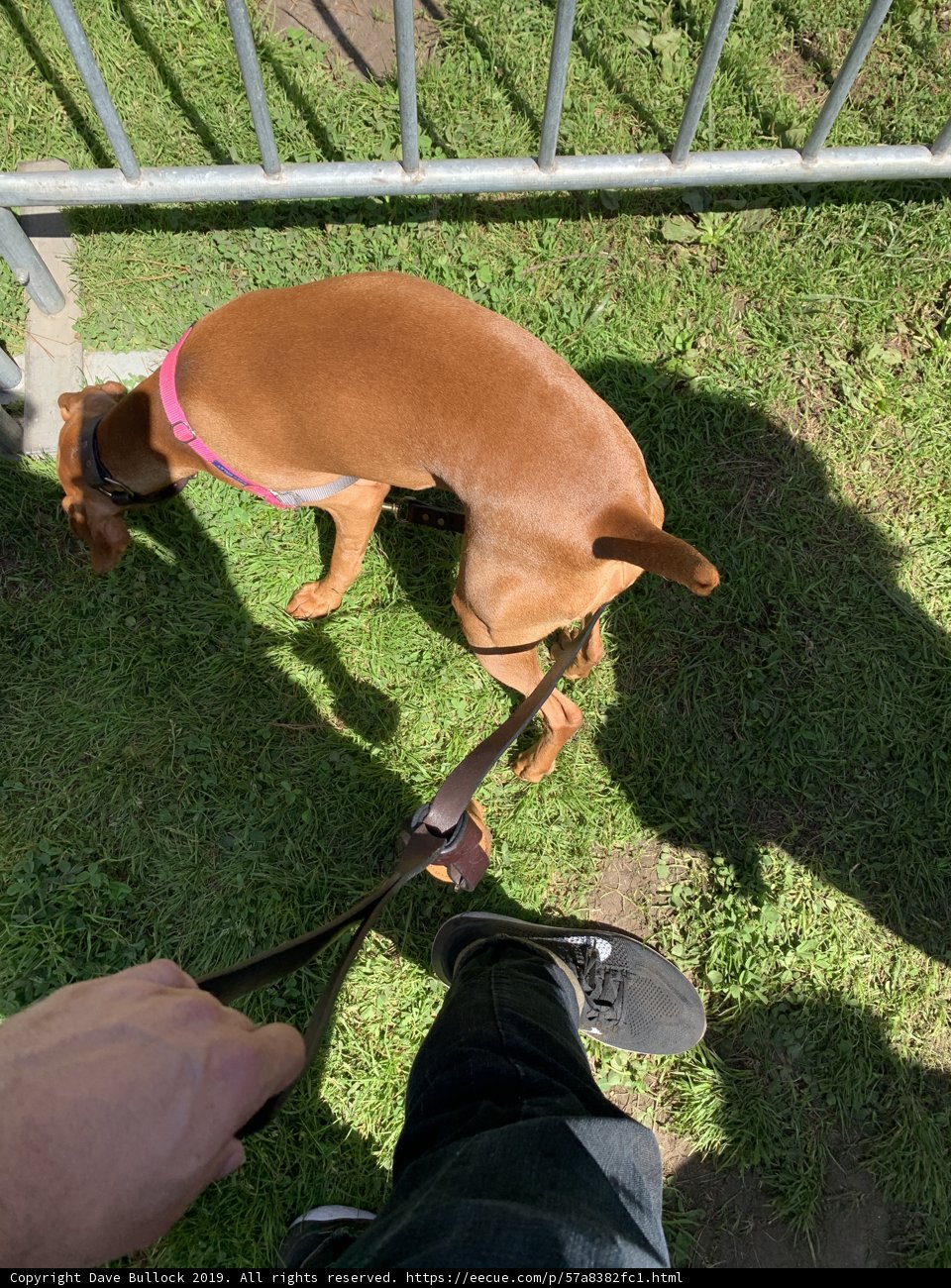 Man's Best Friend at Golden Gate Park