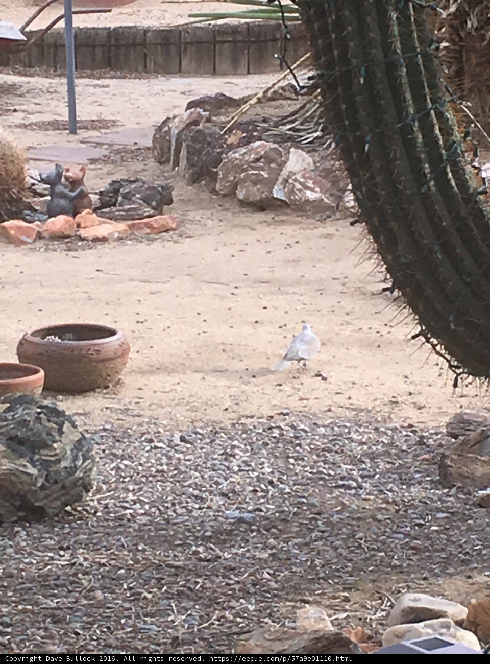 Desert Birdwatching