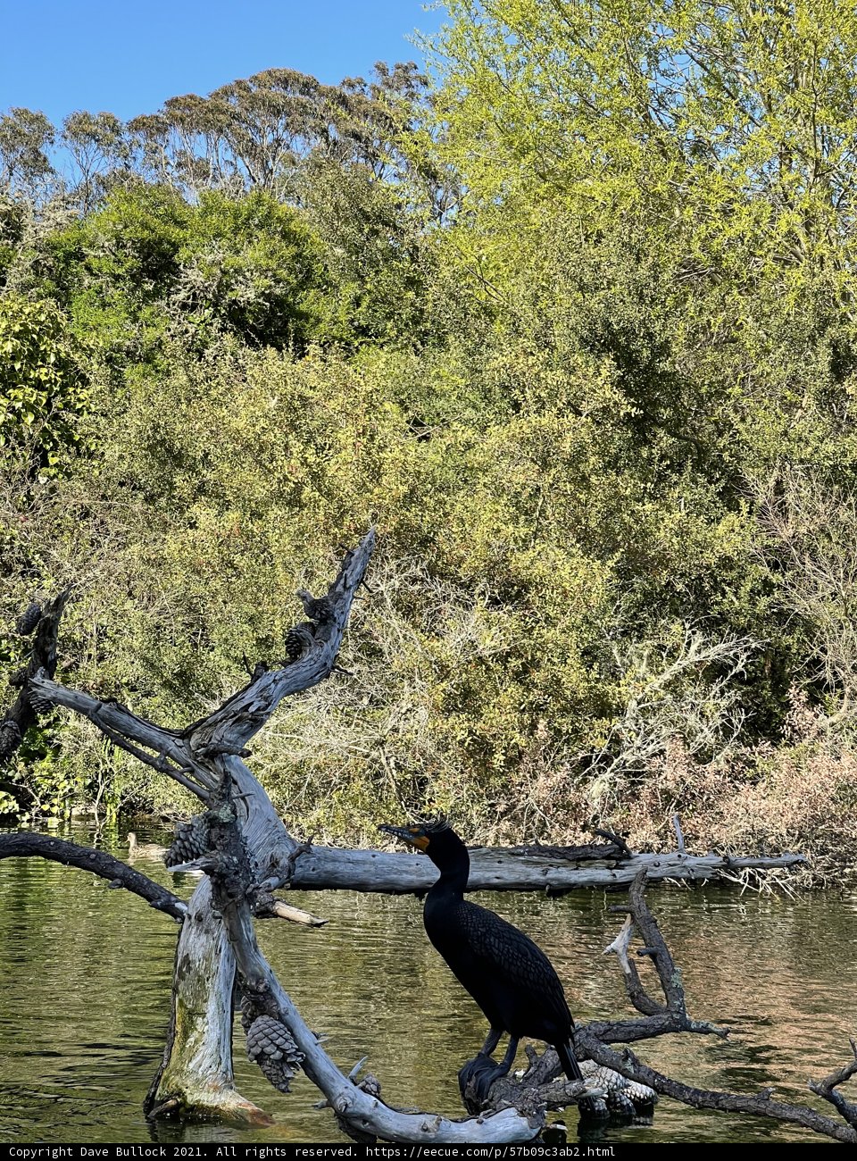 Cormorant Perched on Tree Branch in Stow Lake