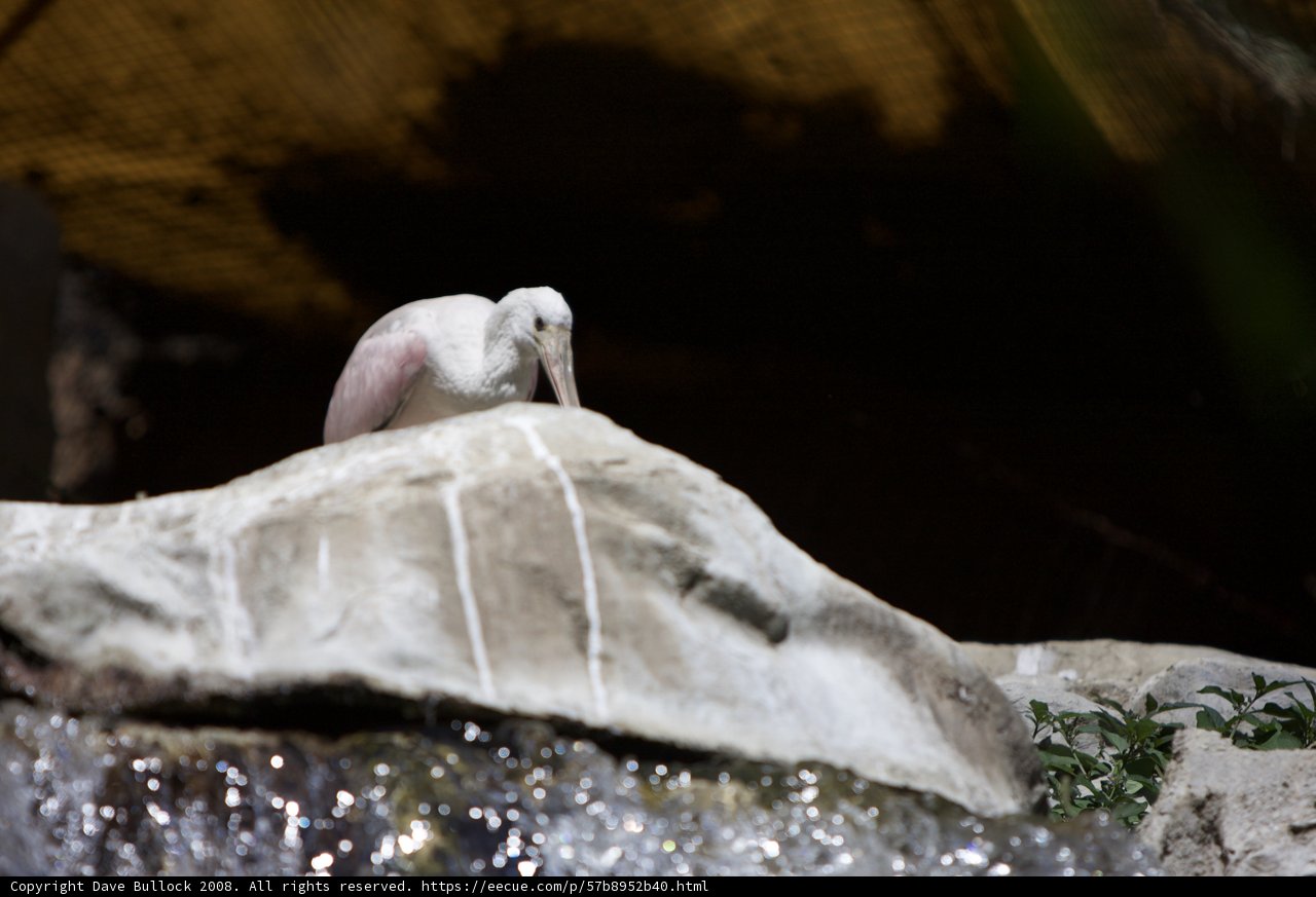 Feathered Friend by the Falls