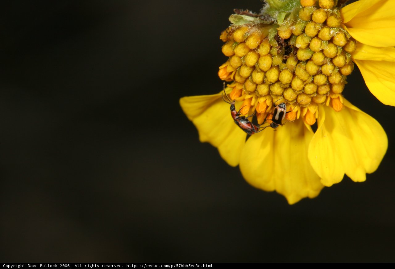 Busy Bees and Wasps on a Yellow Daisy