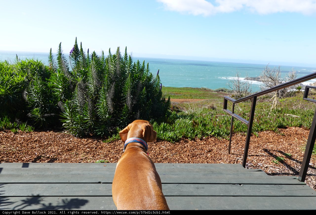 Pensive Pooch at the Shore