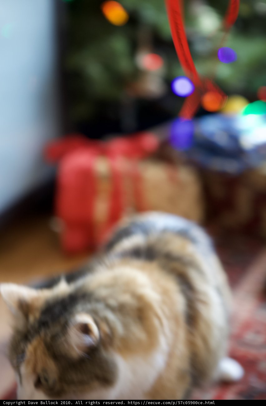 Furry Christmas Companion