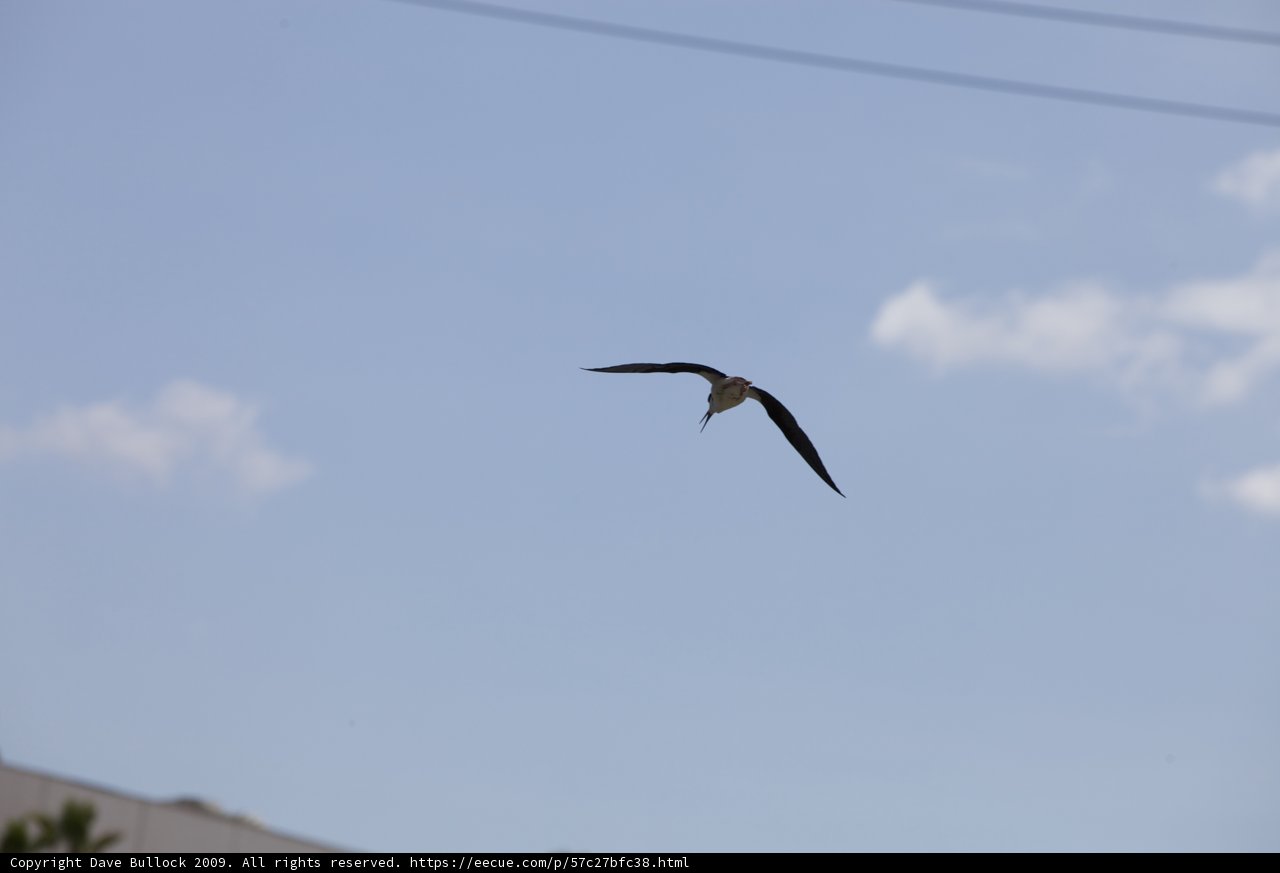 Majestic Bird Soaring Through the Clouds