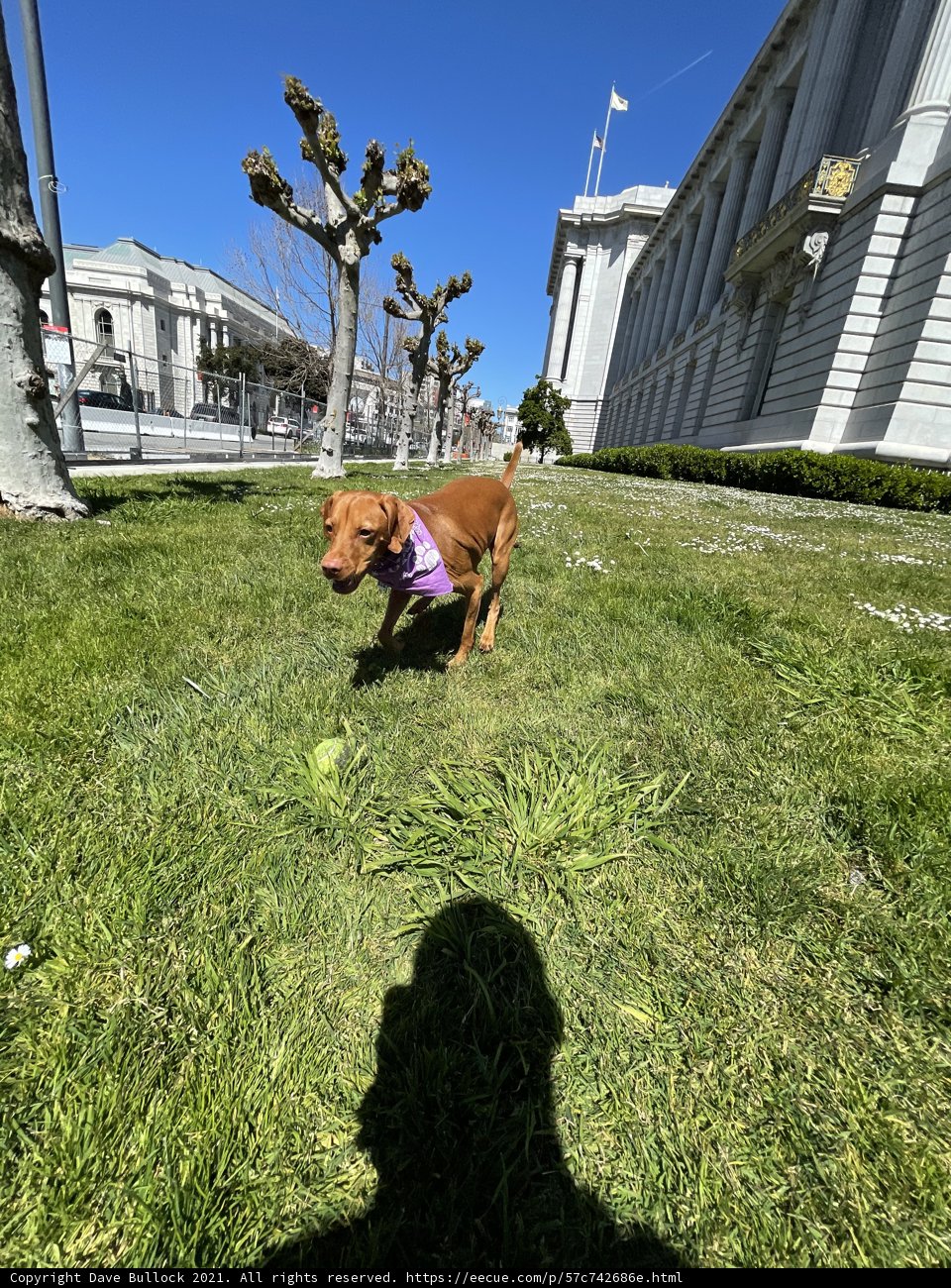 Playful Pup in the Park