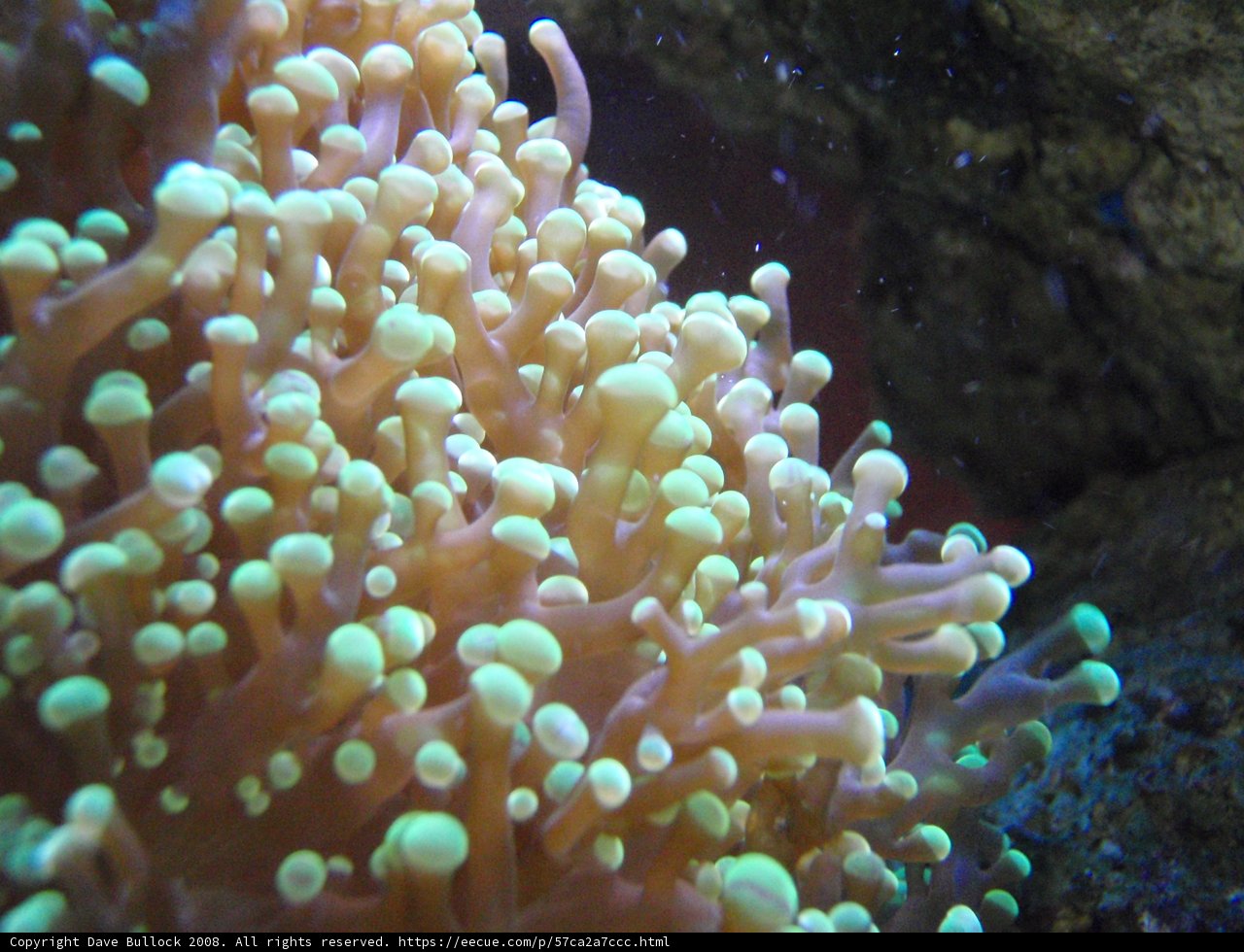 Bubble-Packed Coral Reef