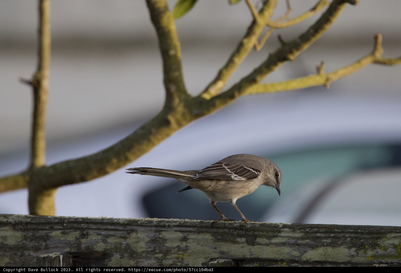 Feathered Visitor at Fort Mason