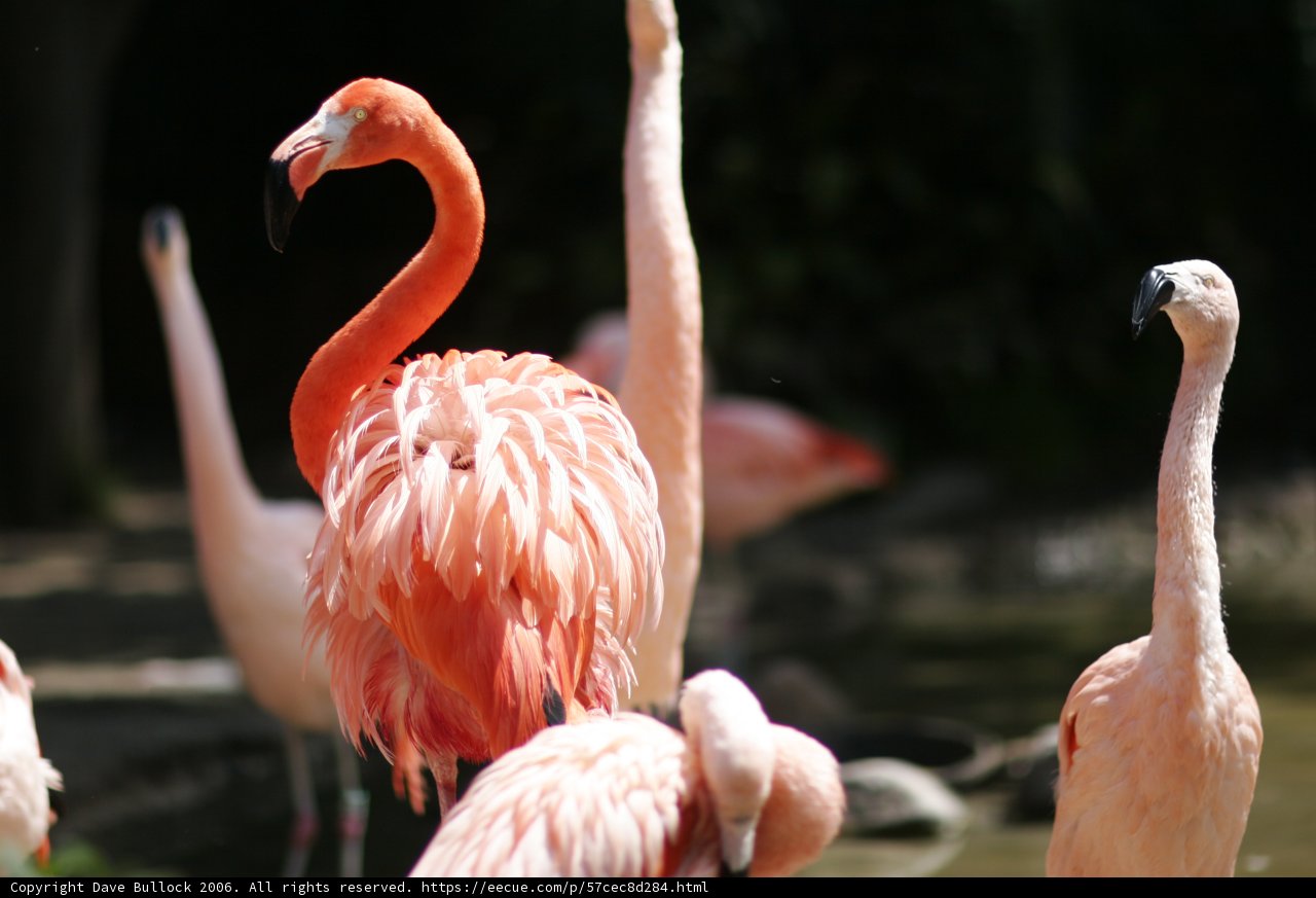 A Flock of Flamingos
