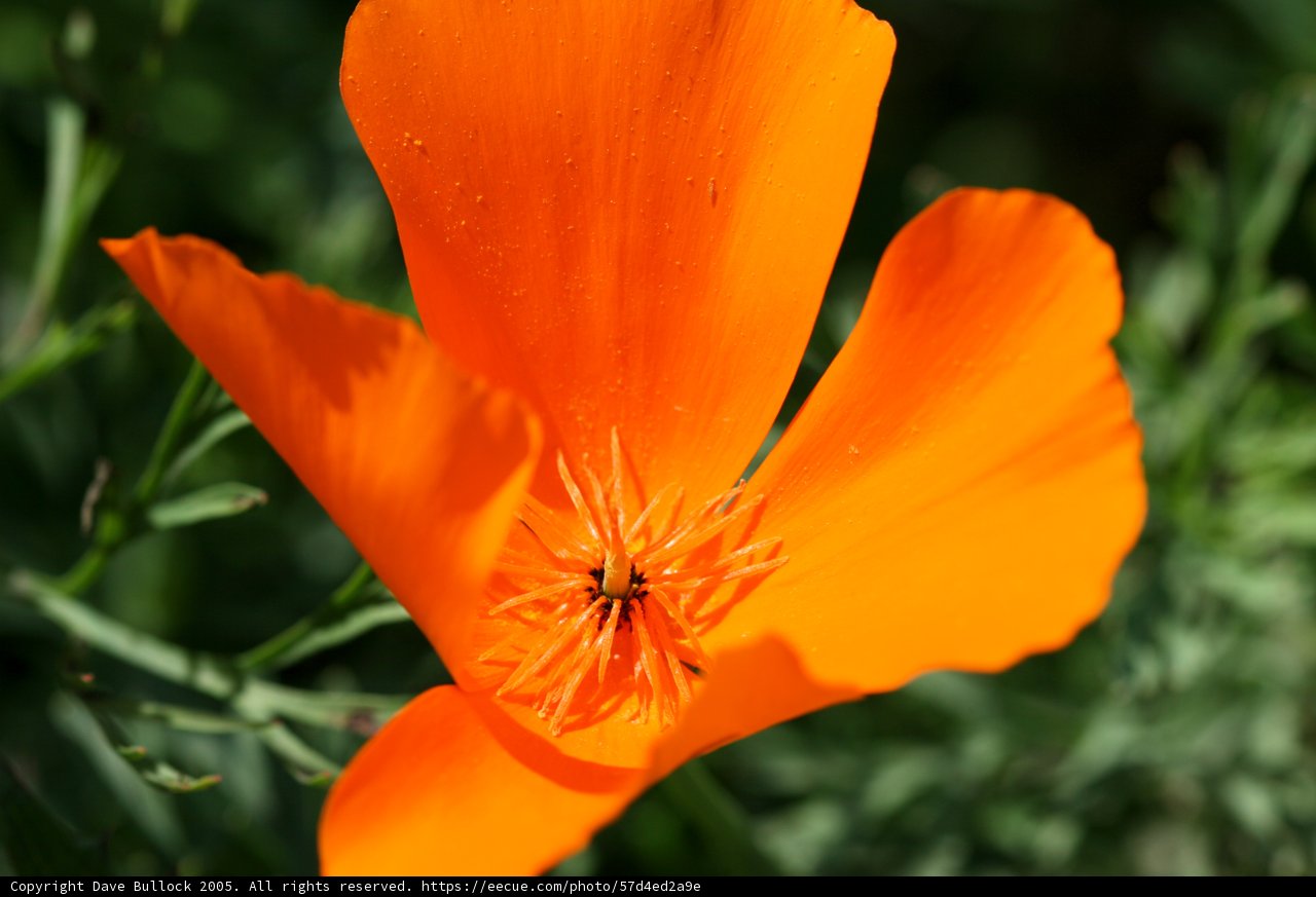 Vibrant Orange Pollen