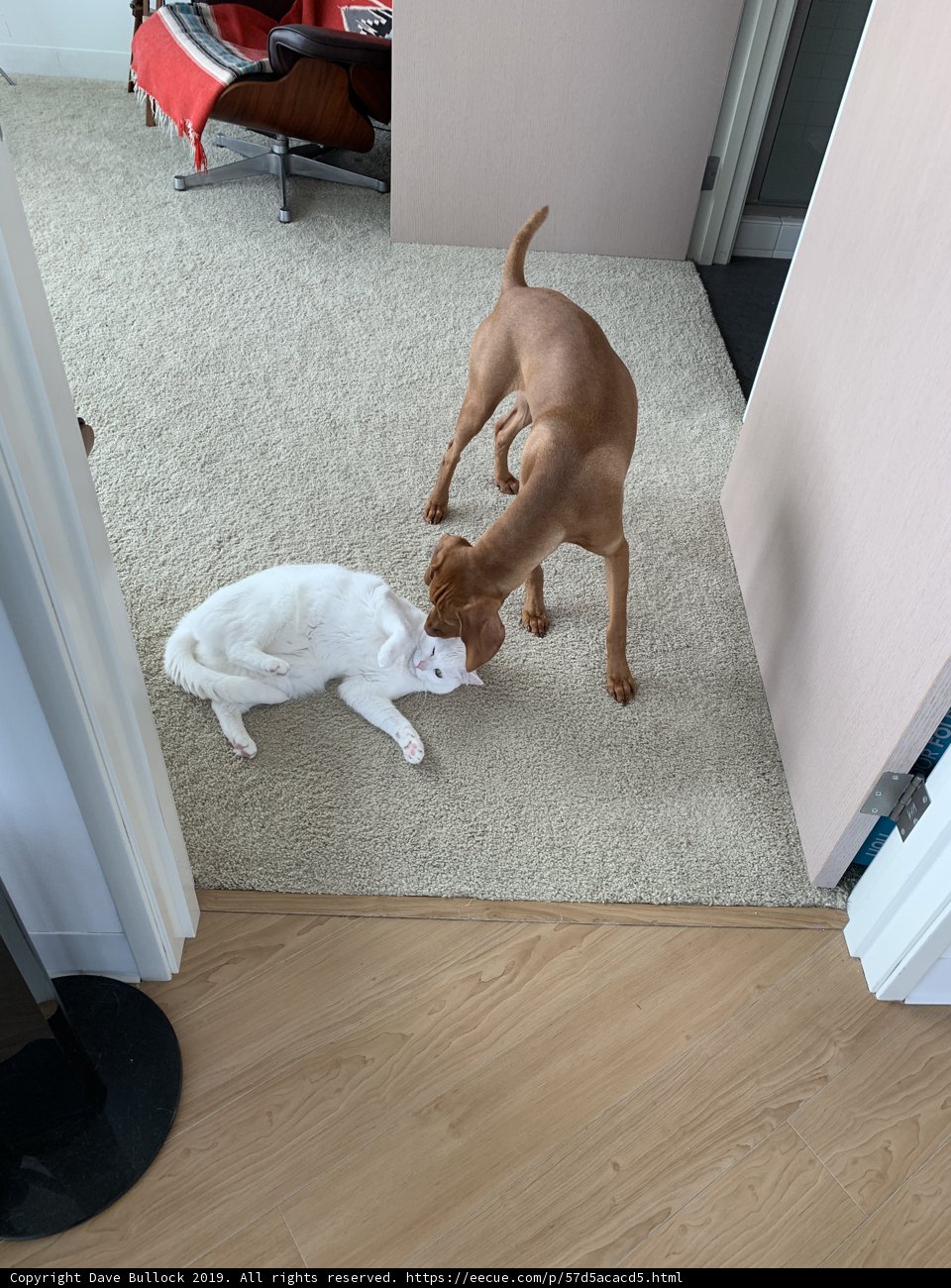 Furry Friends at Play on Hardwood Flooring