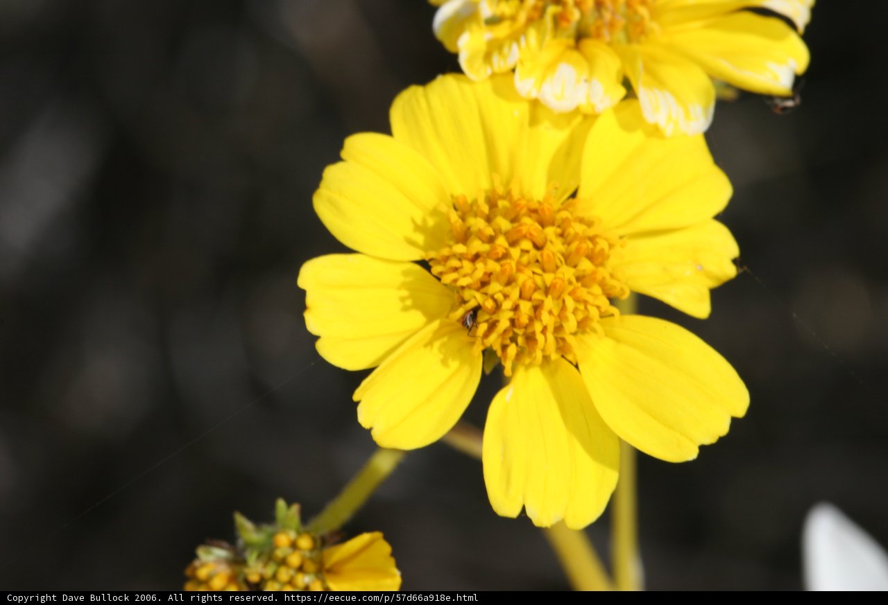 Bee on a Daisy