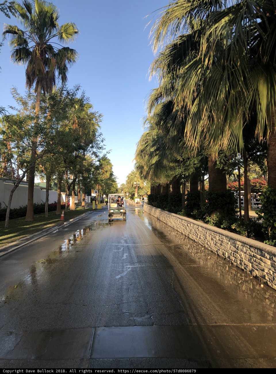 Driving through the Palm-lined Streets