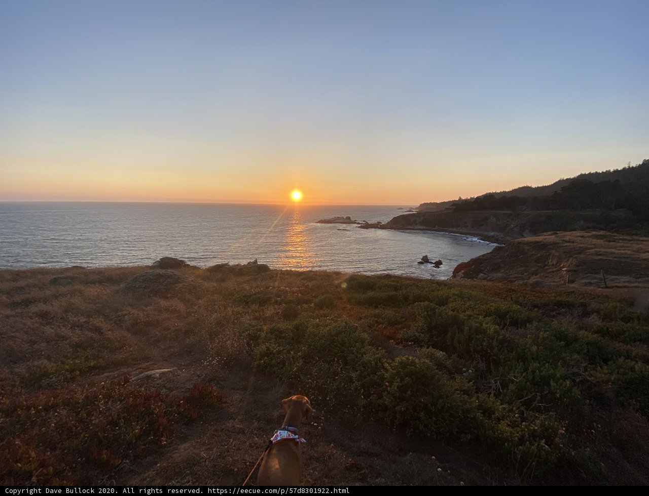 Canine Sunset View