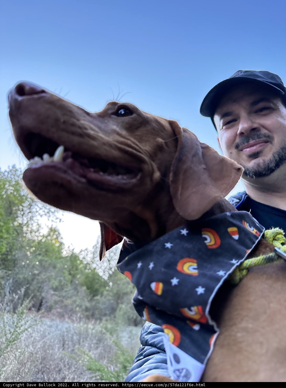 Man and His Canine Companion Enjoy a Sunny Day