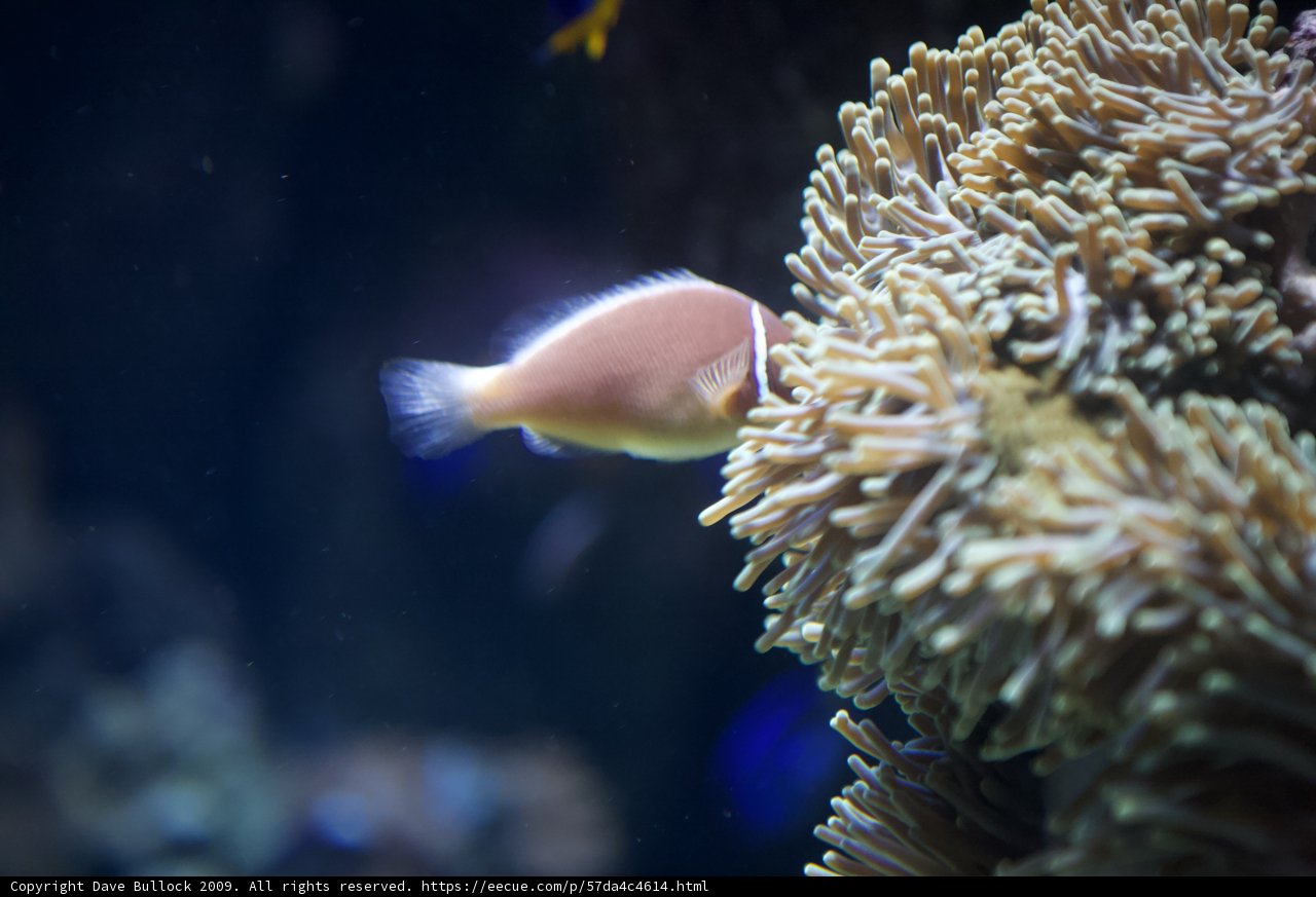 Anemone Fish in the Penelope Aquarium