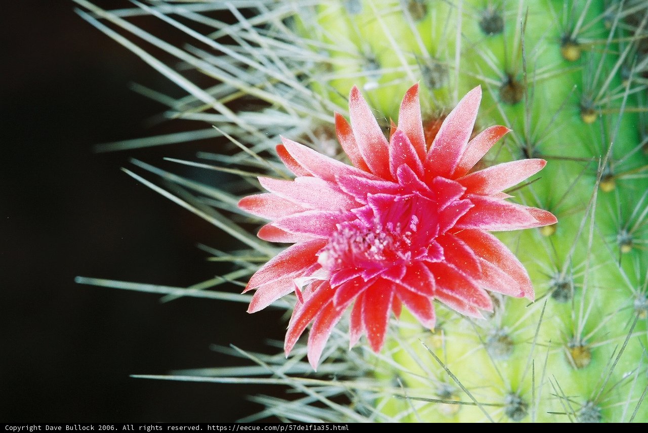 Desert Beauty