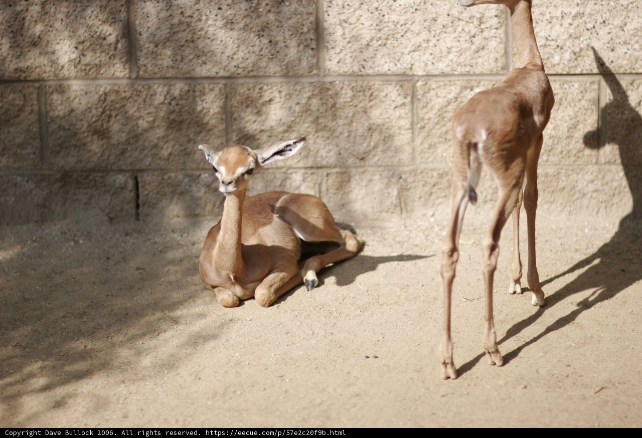 Baby Gazelles at the Zoo