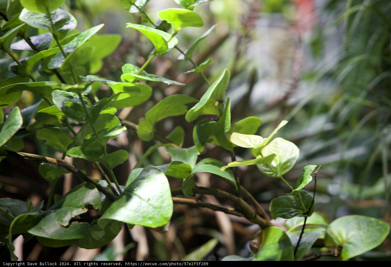 The Hidden Charm of the Rainforest Flora