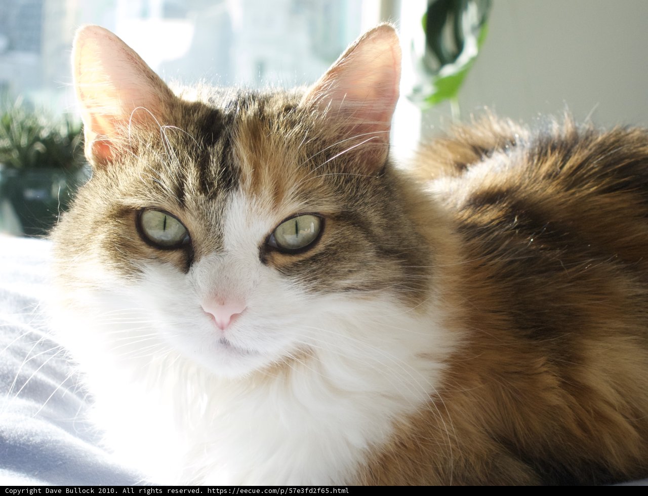 Serene Feline