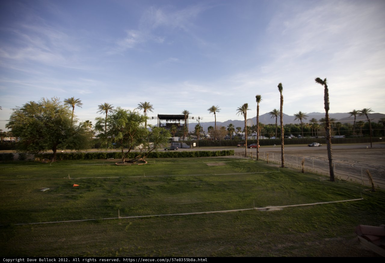 Serene Palm Trees in the Park