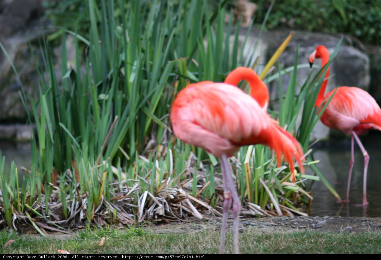 Flamingos in the Wild