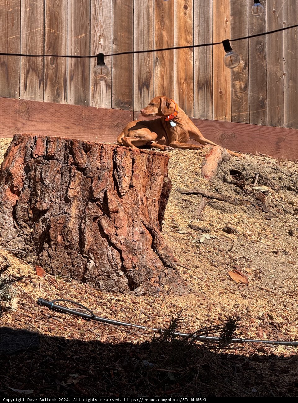 Tranquil Moments on a Tree Stump