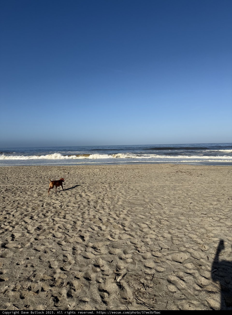 Morning Stroll by the Sea