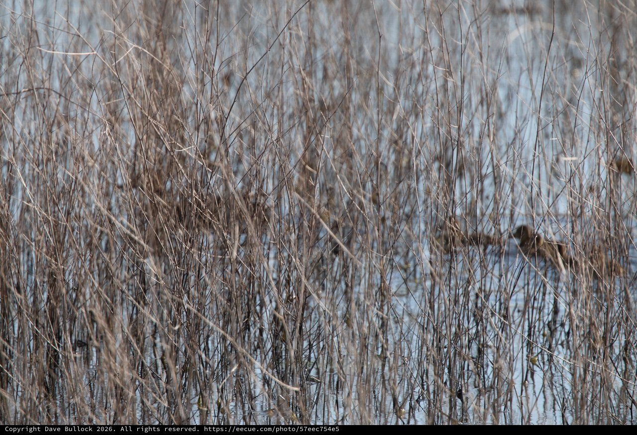 Camouflaged Bird Hidden Among Winter Reeds in Wetland