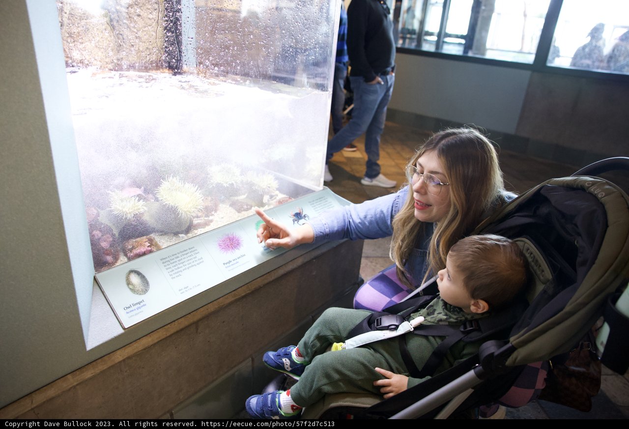 Magical Moments at Monterey Bay Aquarium