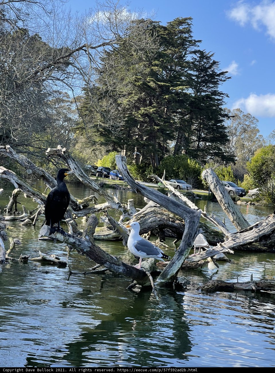 Birds of Stow Lake