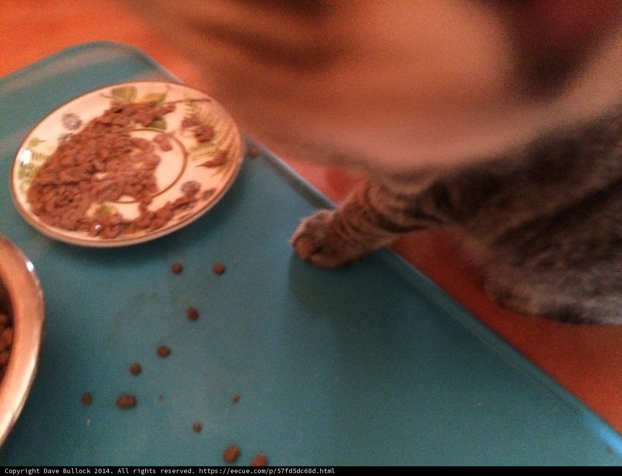 Hungry feline