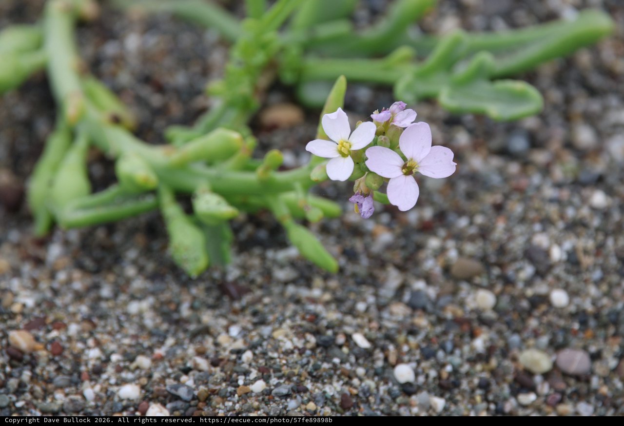 Delicate Beach Wildflower Blooms on Sandy Shore