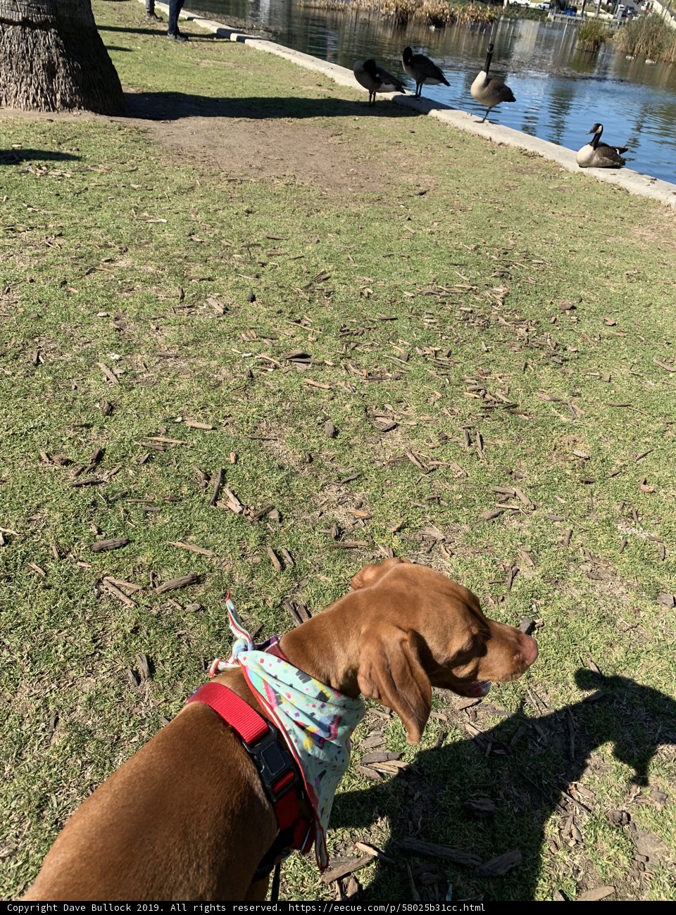 Canine at the Lake