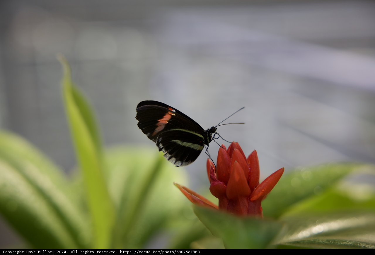 Monochrome Wings on a Scarlet Blossom