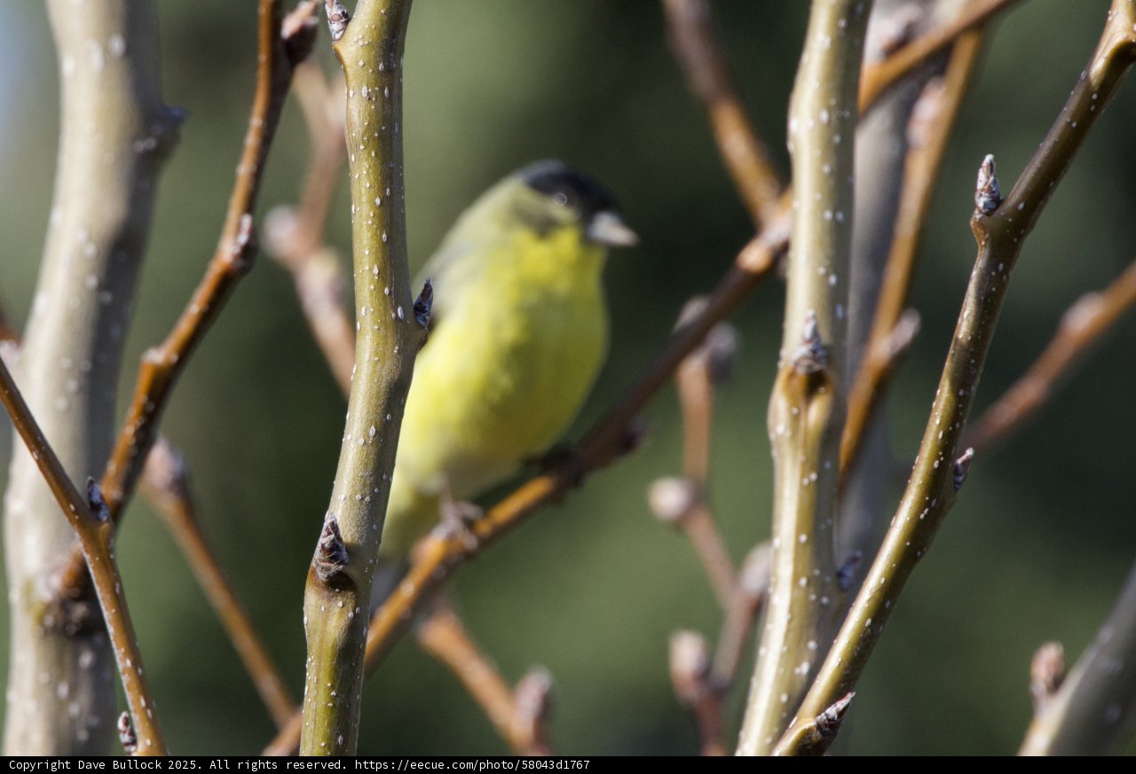 Springtime Finch Surprise