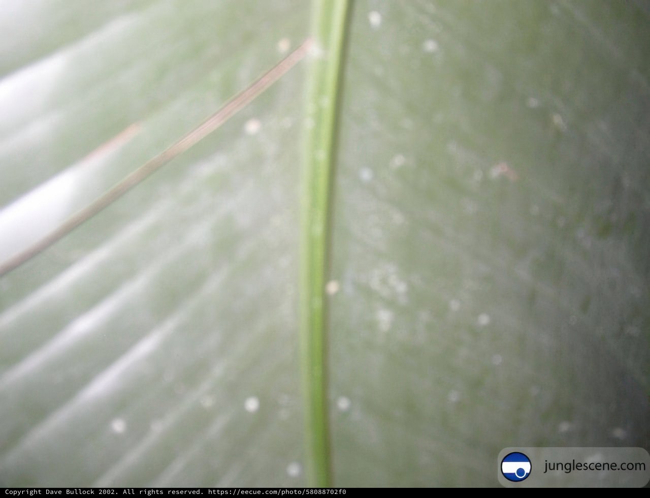 A Closer Look at a Leaf with a Green Stem