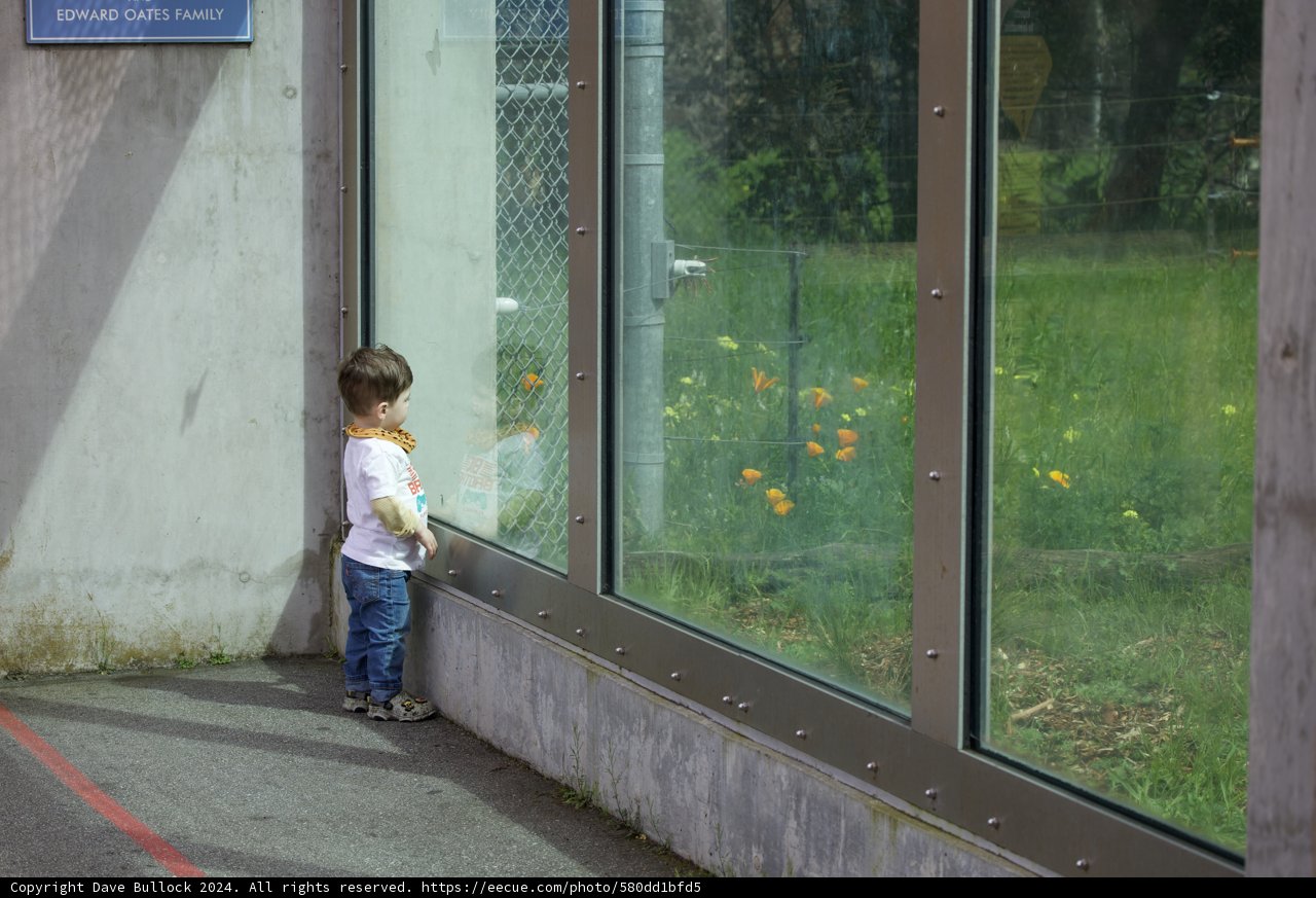 City Window Reflections: A Boy and His World