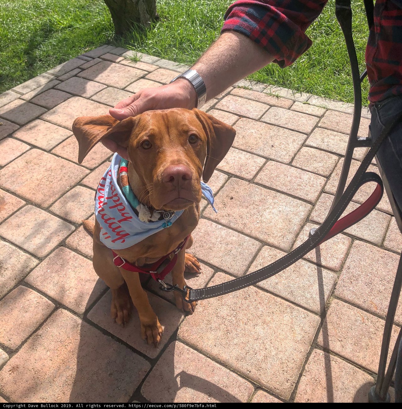 Stylish Pup