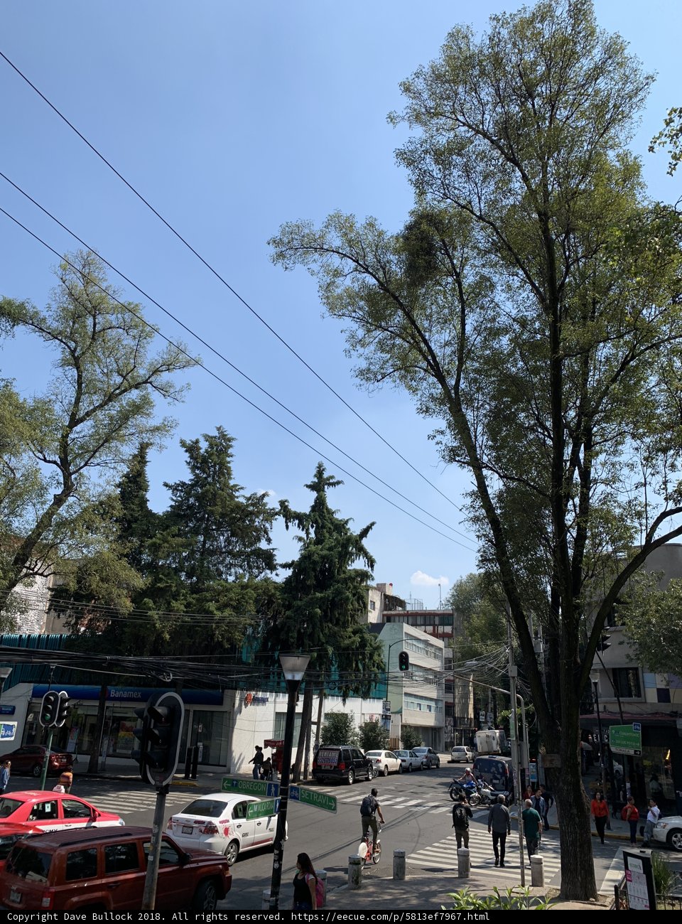 Majestic Tree in the Heart of the City