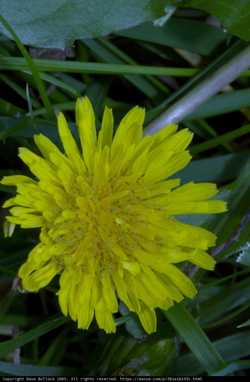 A Bright Yellow Dandelion