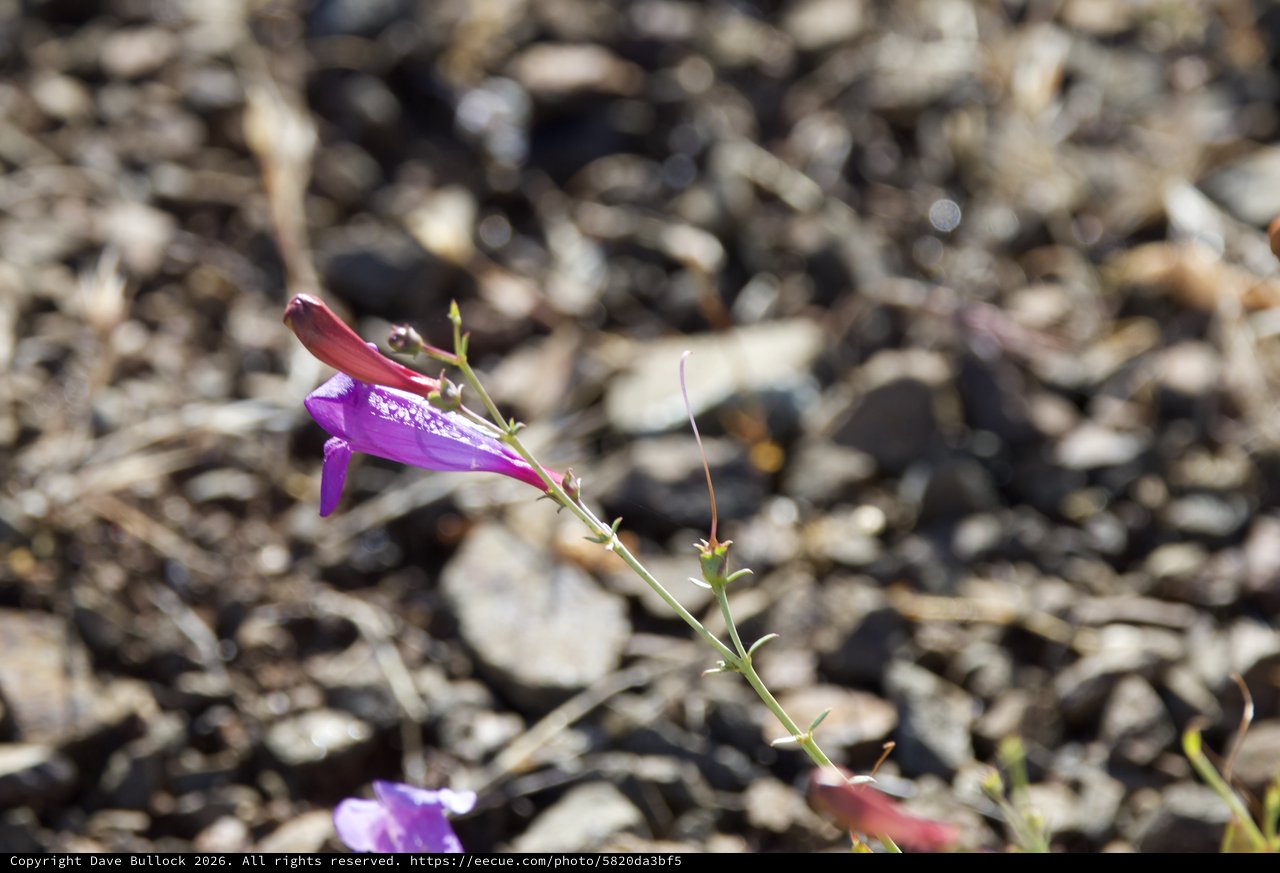 Delicate Purple Penstemon Blooms on Rocky Hillside