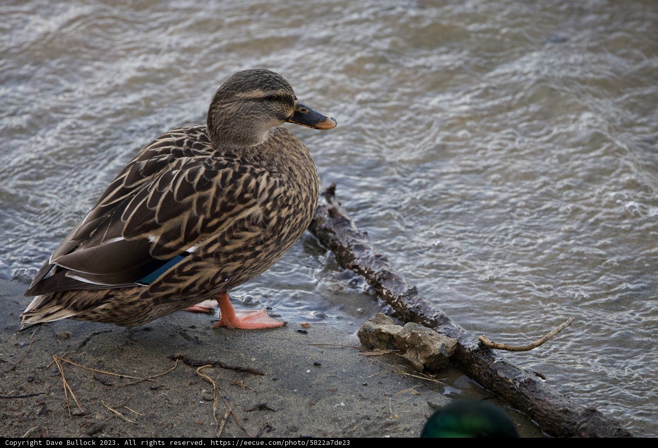 Solitary Teal, Lake Merced's Pride