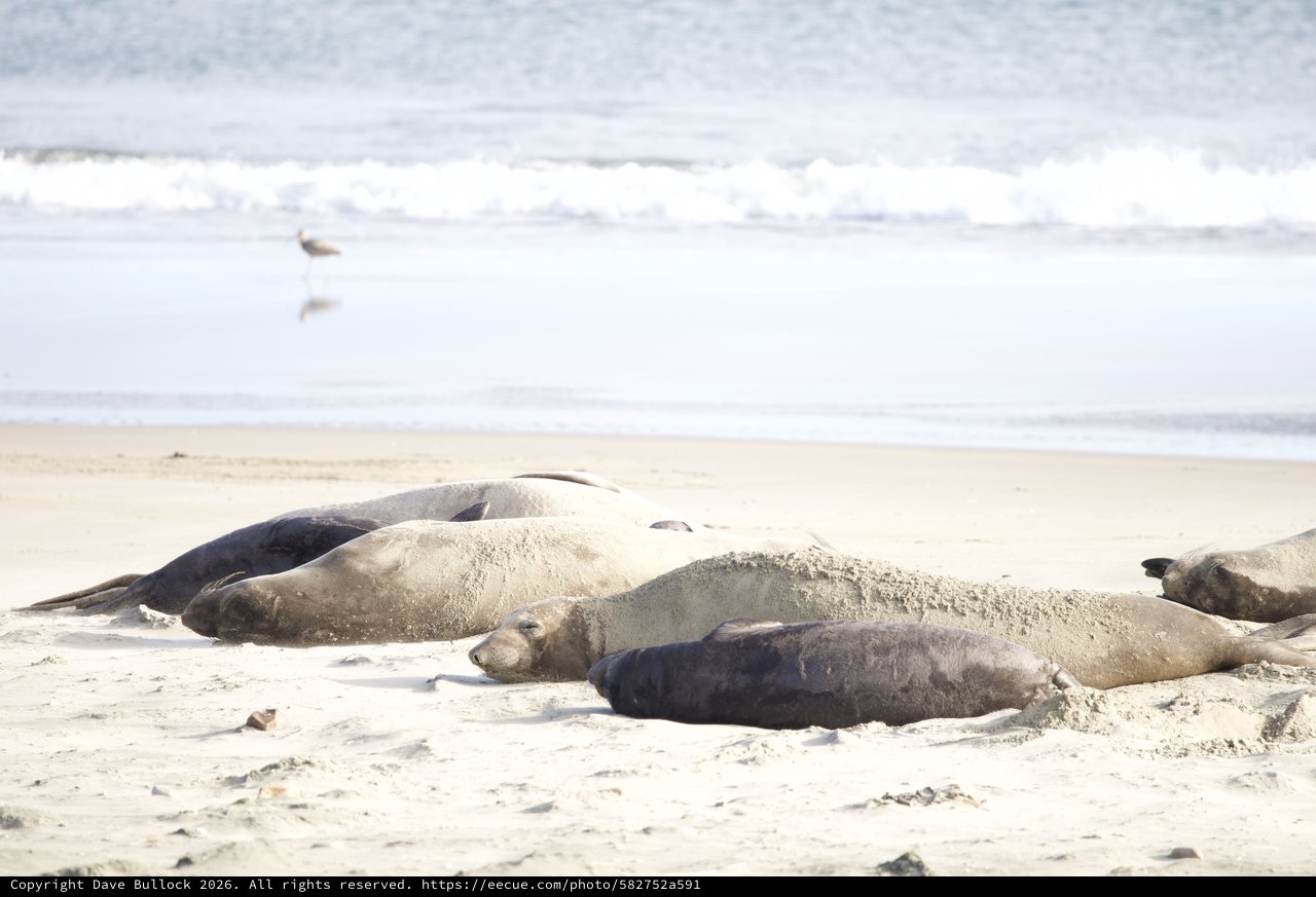 Elephant Seals Resting on Drakes Beach Shore