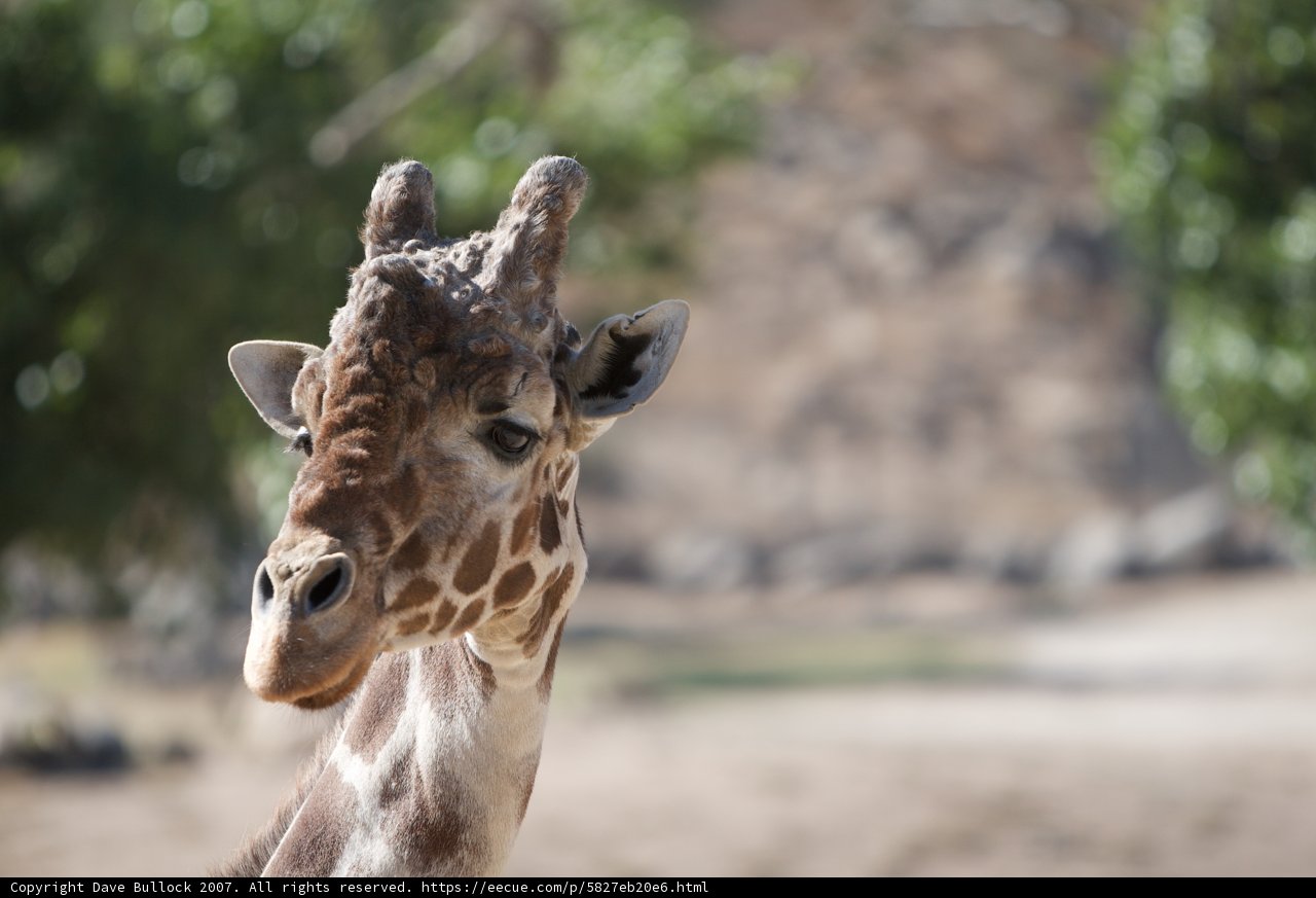 The Graceful Giraffe