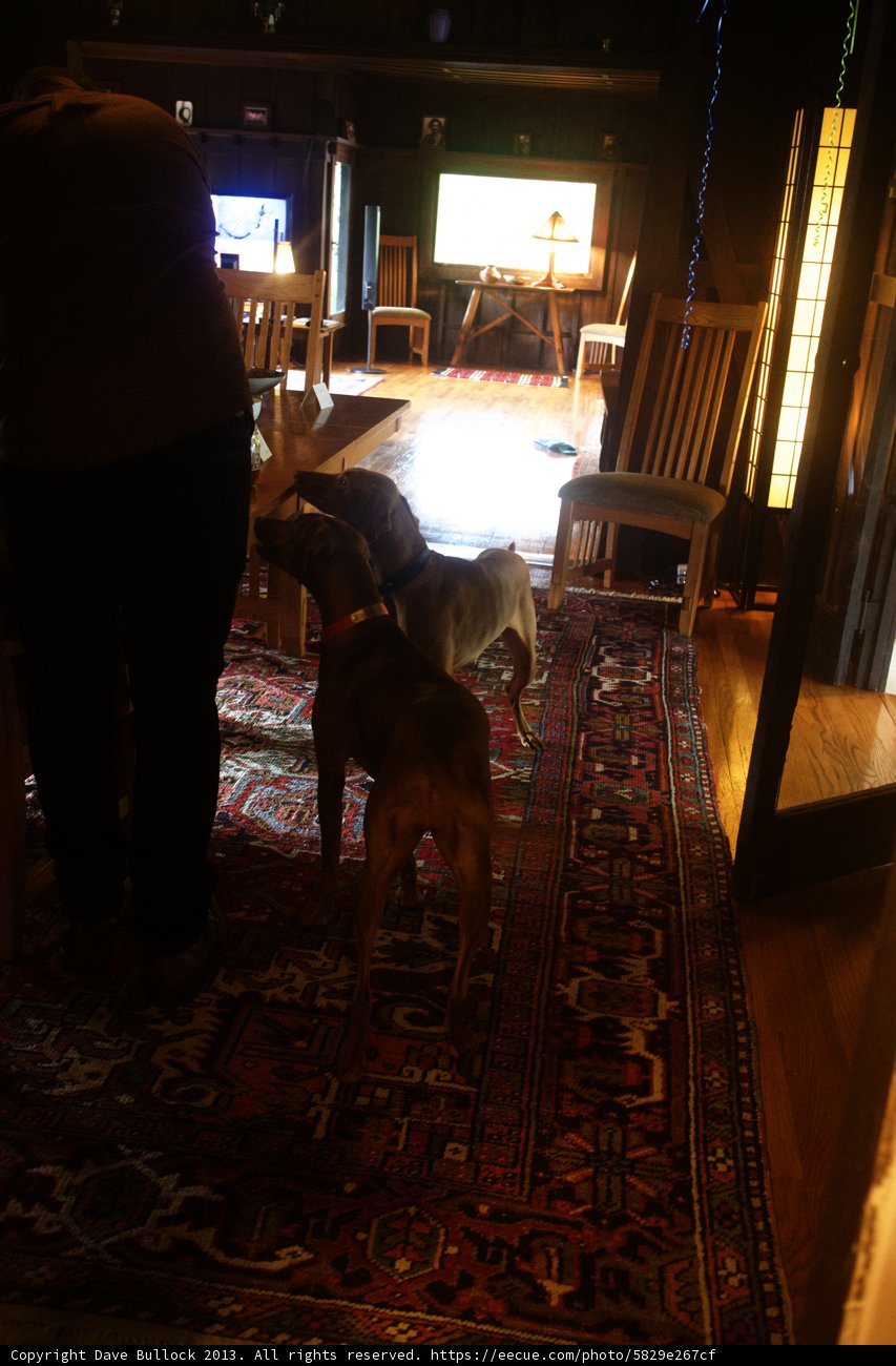 Man's Best Friend in the Living Room