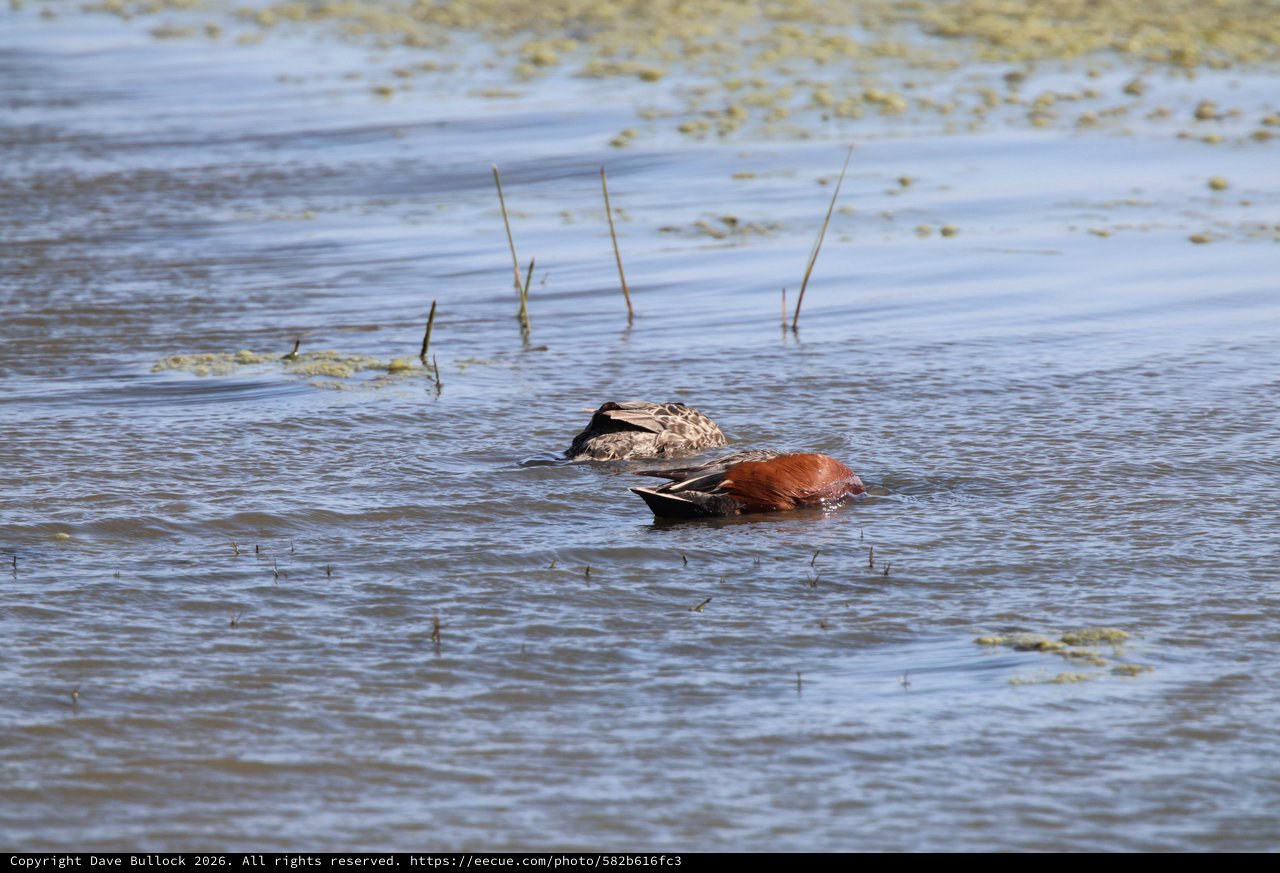 Cinnamon Teal Pair Foraging in Shallow Wetlands