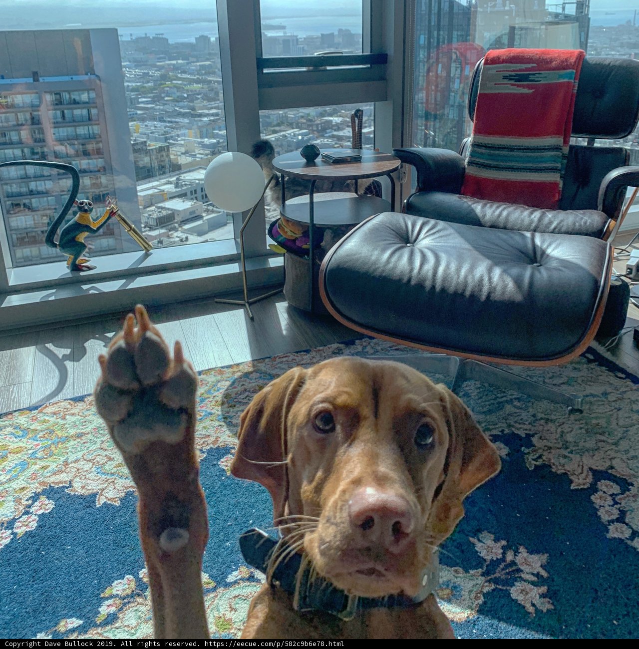 City Views and Canine Companionship